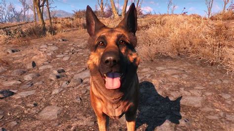 find dog fallout 4|More.